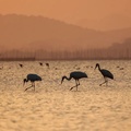 Cranes in a pond, Jiujiang, Jiangxi province, China